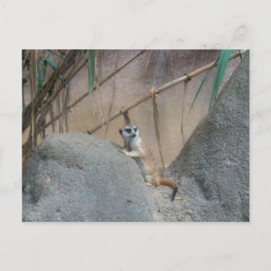 ペルカトメエルカート ポストカード (正面)