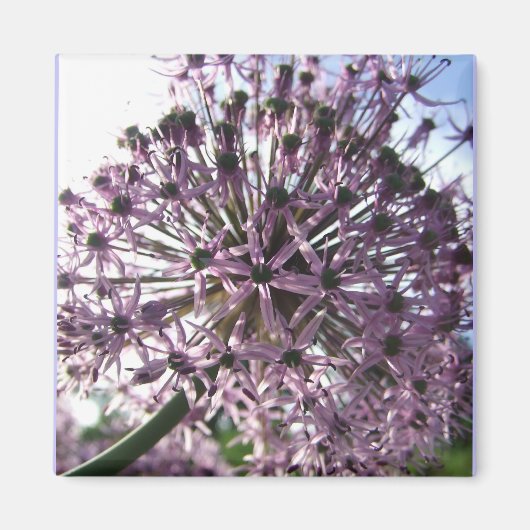 「ペルシア二世のスター」 マグネット (正面)