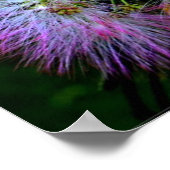 ペルシャのシルクツリー(ミモサ)のフル開花 ポスター (角)