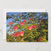 ペルシャのシルク シーズンカード (正面)