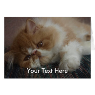 ペルシャの子ネコカード