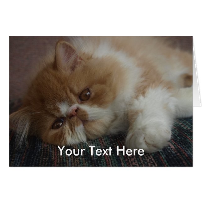 ペルシャの子ネコカード (正面横)