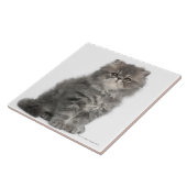 ペルシャの子ネコ(2か月古い)のモデル タイル (側面)