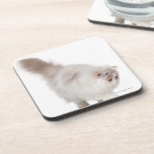 ペルシャの子ネコ(3か月古い) コースター (左側)