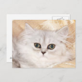 ペルシャの子猫顔 ポストカード (正面/裏面)