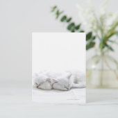 ペルシャの子猫2 ポストカード (スタンド正面)