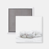 ペルシャの子猫2 マグネット (正面/裏面)