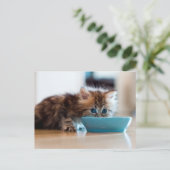 ペルシャの子猫 ポストカード (スタンド正面)