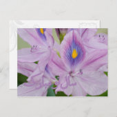 ペルシャの新年ノウルーズの水芙蓉 シーズンポストカード (正面/裏面)