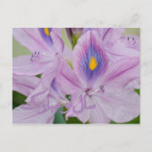 ペルシャの新年ノウルーズの水芙蓉 シーズンポストカード (正面)