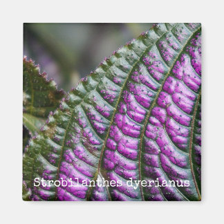 ペルシャシールド植物磁石 マグネット