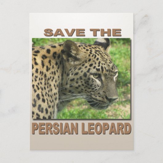 ペルシャヒョウ ポストカード (正面)