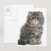 ペルシャ子猫（2カ月）の座位 ポストカード (正面/裏面)