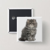 ペルシャ子猫（2カ月）の座位 缶バッジ (正面&裏面)