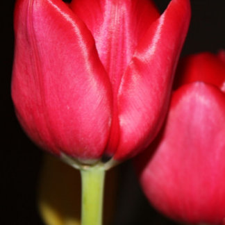 ペルシャ池 マグカップ