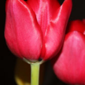 ペルシャ池 マグカップ