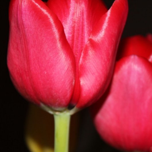 ペルシャ池 マグカップ