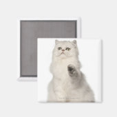 ペルシャ猫が座っている マグネット (正面/裏面)