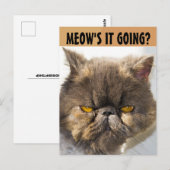ペルシャ猫はがきおもしろい。 ポストカード (正面/裏面)