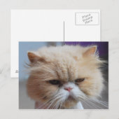 ペルシャ猫はがき ポストカード (正面/裏面)