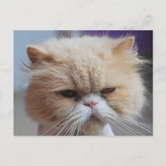 ペルシャ猫はがき ポストカード (正面)