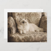 ペルシャ猫オンザソファヴィンテージスタイル ポストカード (正面/裏面)