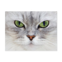 ペルシャ猫ポートレート – はがき