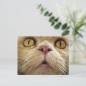 ペルシャ猫顔 ポストカード (スタンド正面)