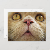 ペルシャ猫顔 ポストカード (正面/裏面)