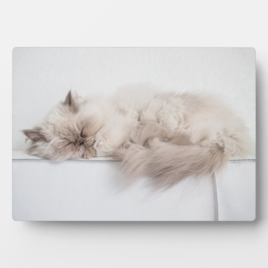ペルシャ猫 フォトプラーク (正面)
