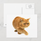 ペルシャ猫 ポストカード (正面/裏面)