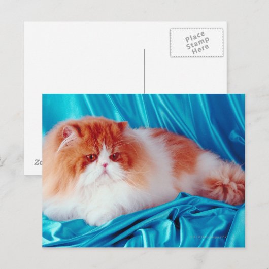 ペルシャ猫 ポストカード (正面/裏面)