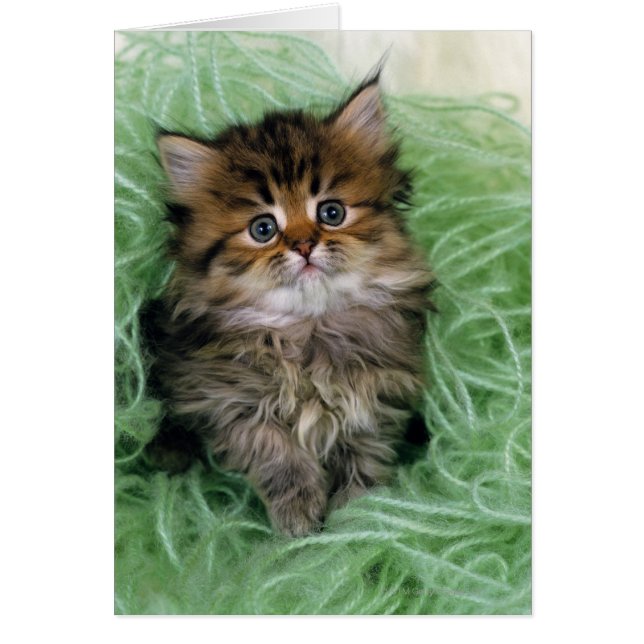 ペルシャ猫；最も古い種類の猫の一つ。 (正面)