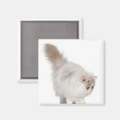 ペルシャ猫(3カ月) マグネット (正面/裏面)
