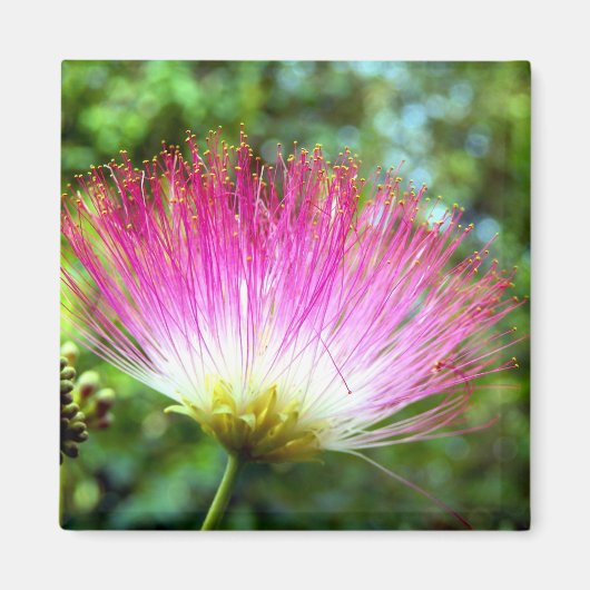 ペルシャ絹花磁石 マグネット (正面)