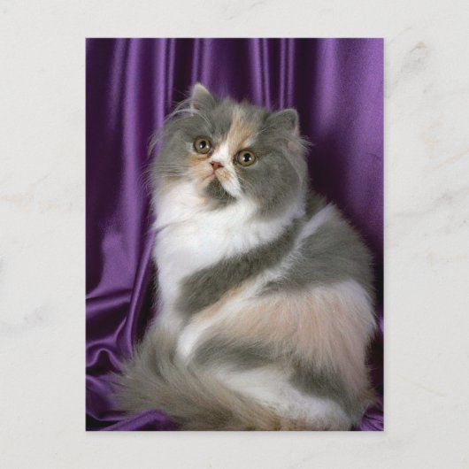 ペルシャ語、青、トルティ、白 ポストカード (正面)