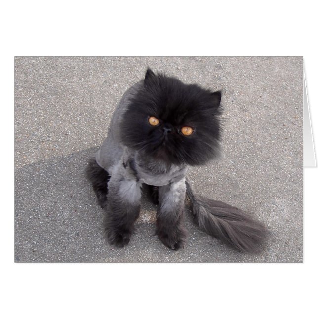 ペルシャ (正面横)