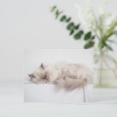 ペルシャ ポストカード (スタンド正面)