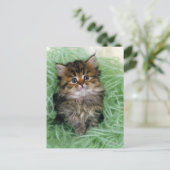 ペルシャ; 猫の最も古い品種の1つはあります ポストカード (スタンド正面)