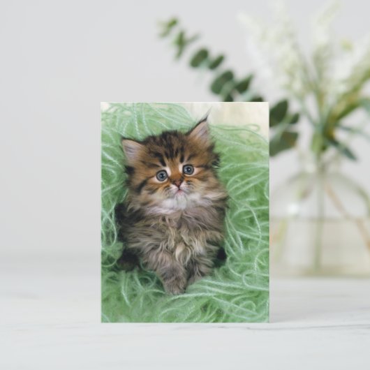 ペルシャ; 猫の最も古い品種の1つはあります ポストカード (スタンド正面)