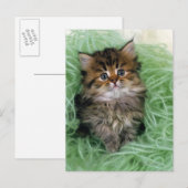 ペルシャ; 猫の最も古い品種の1つはあります ポストカード (正面/裏面)