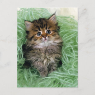 ペルシャ; 猫の最も古い品種の1つはあります ポストカード