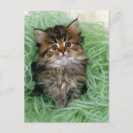 ペルシャ; 猫の最も古い品種の1つはあります ポストカード