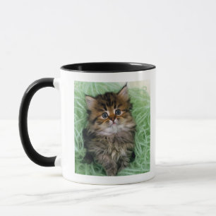 ペルシャ; 猫の最も古い品種の1つはあります マグカップ