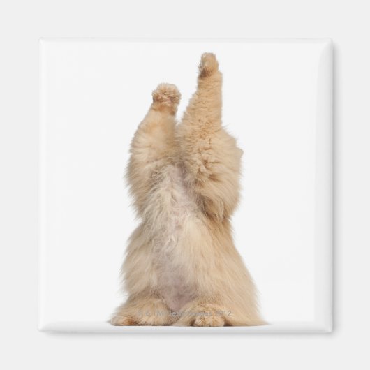 ペルシ遊ア語（3歳） マグネット (正面)