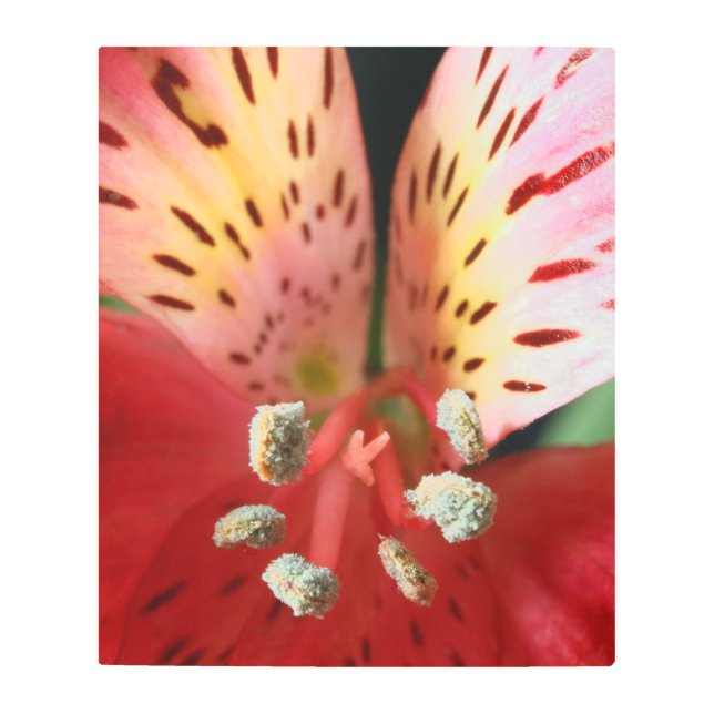 ペルーのユリウイングメタルウォールアート メタルプリント (正面)