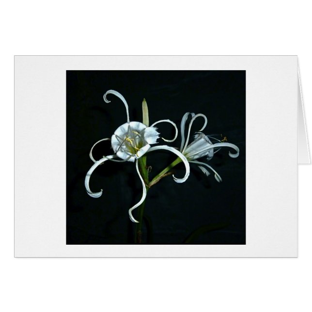 ペルーのラッパスイセン (正面横)