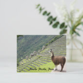 ペルーのラマ ポストカード (スタンド正面)