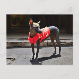 ペルーの無毛の犬 ポストカード