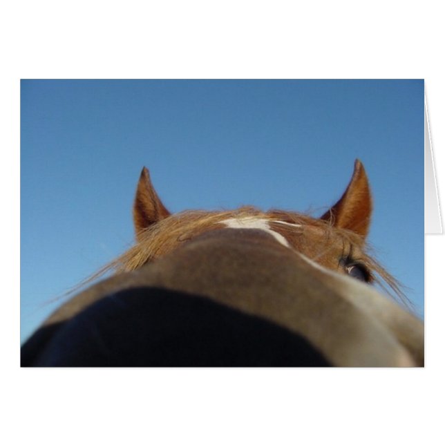 ペルーのPaso Gaitedの馬の雌の子馬-鼻 (正面横)